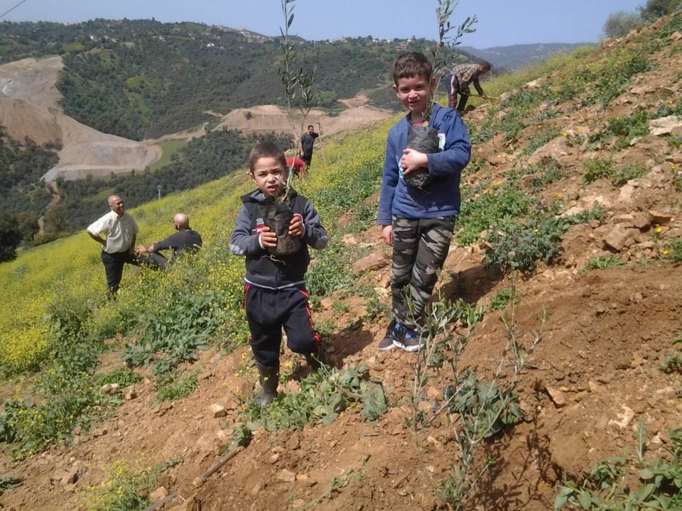 1000 olive trees