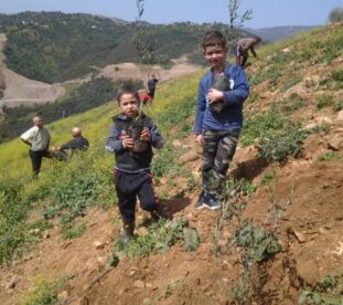 7-projet-1000-oliviers